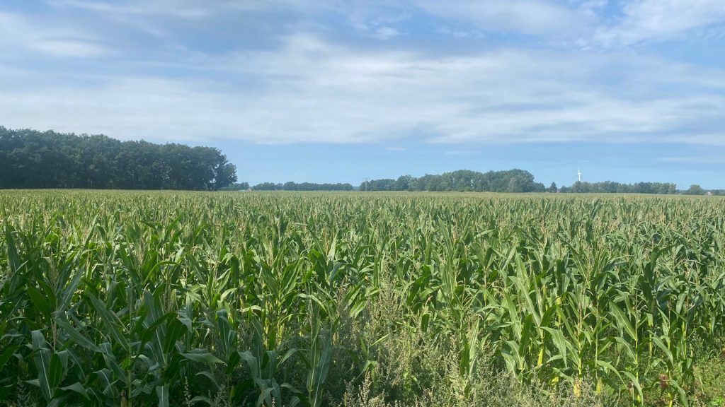 Ackerland kaufen in Brandenburg