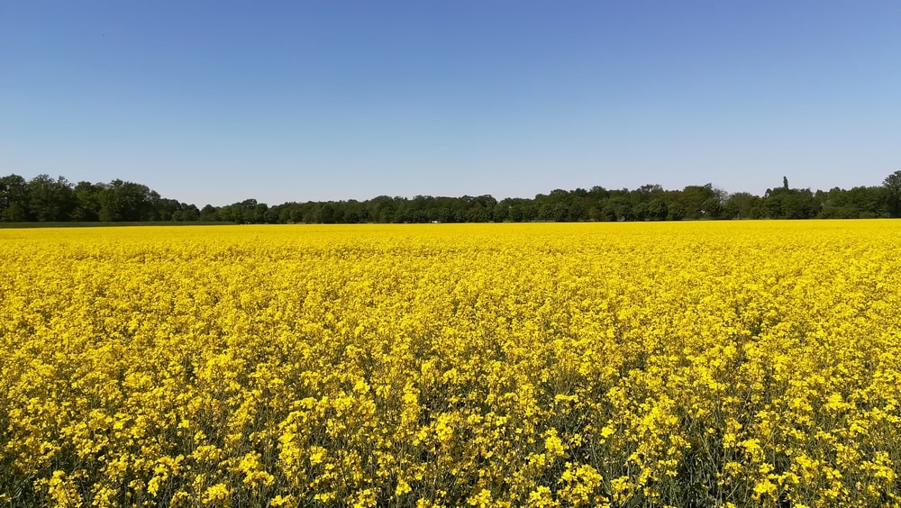 Ackerland kaufen in Thüringen